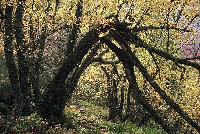 Bosque mixto atlantico